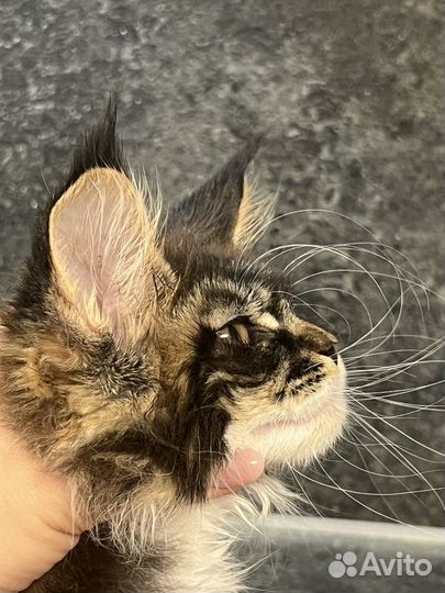 Котята мейн-кун