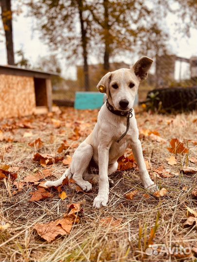 Собака в добрые руки