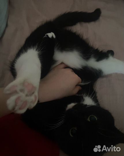 Передержка кошек и собак