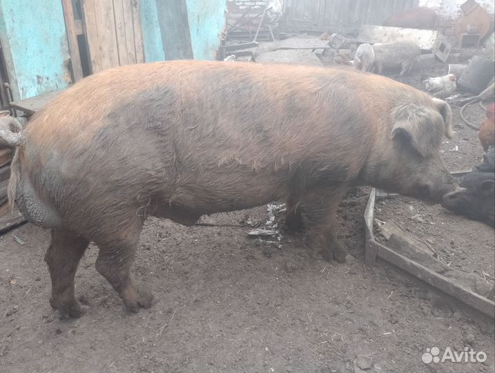 Хряк на племя