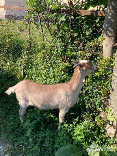 Козы и козлята