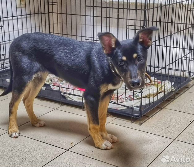 Лапочка-малышка