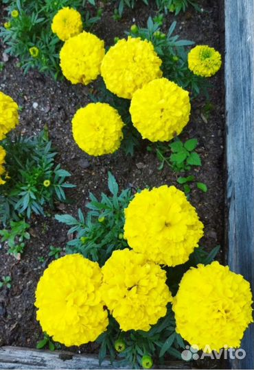 Рассада бархатцев