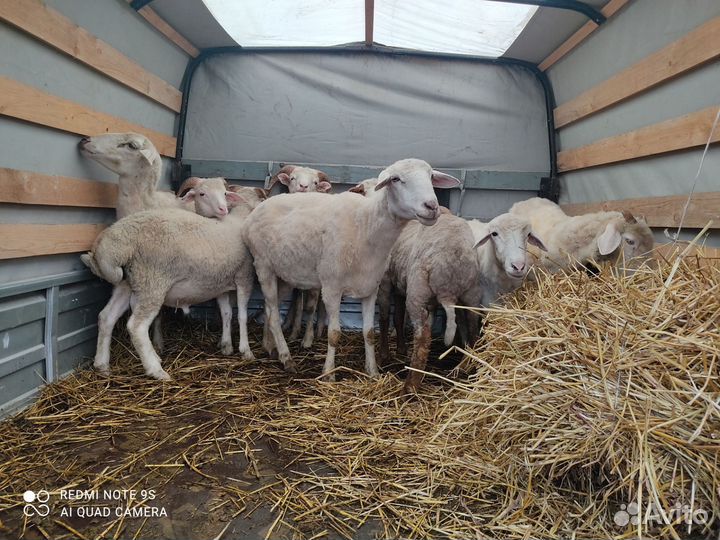 Овцы бараны