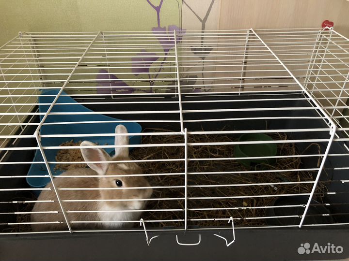 Декоративные кролики