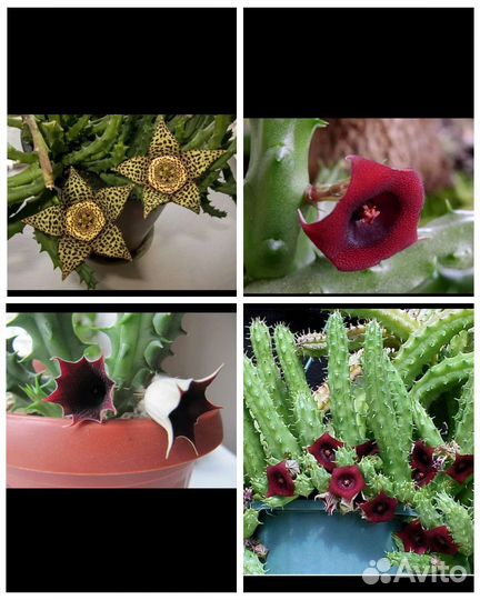 Гуэрния Опунция кактус денежное дерево