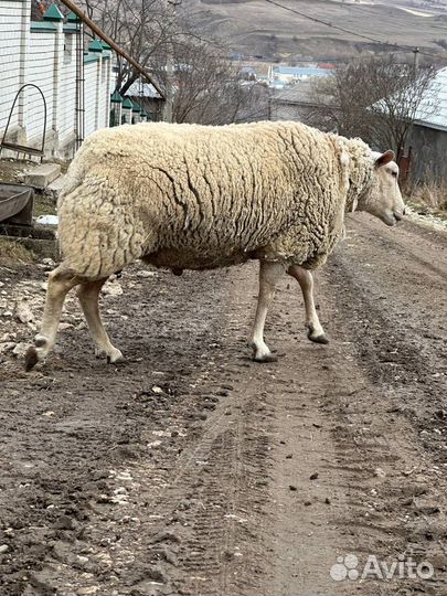 Баран Тексель