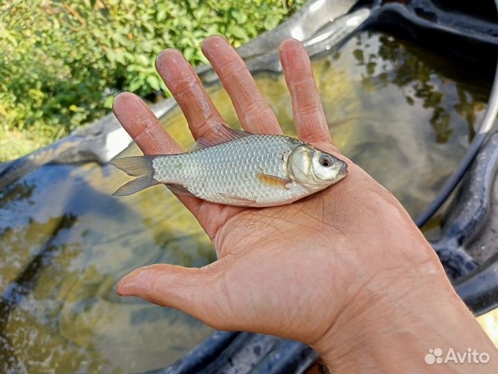 Живец карась
