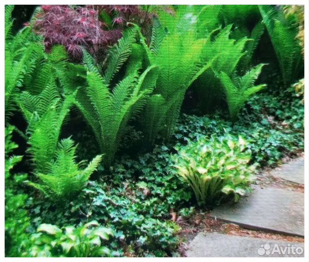 Папортник - Страусин, Хосты, декоративный лук