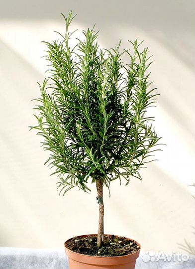 Розмарин комнатный