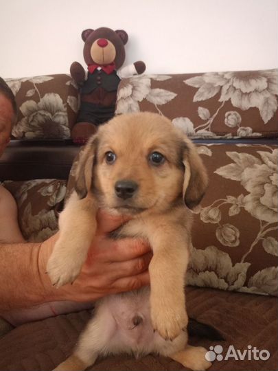 Собака в добрые руки отдам бесплатно