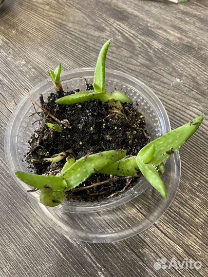 Алое лечебный