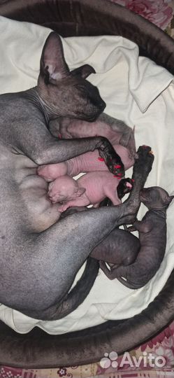 Канадский сфинкс