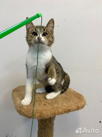 Кошечка Зося в добрые ответственные руки