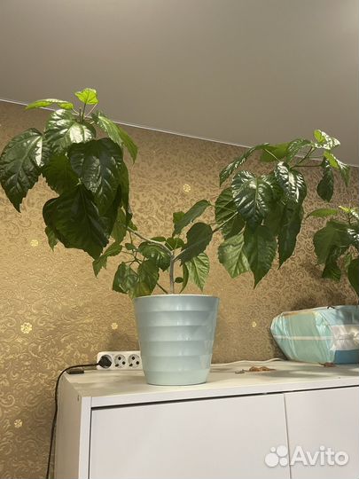 Цветы комнатные