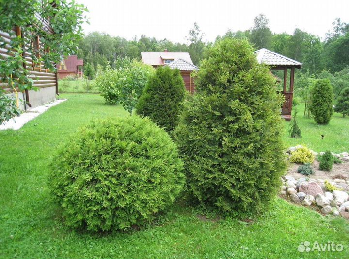 Туя западная Вудварди