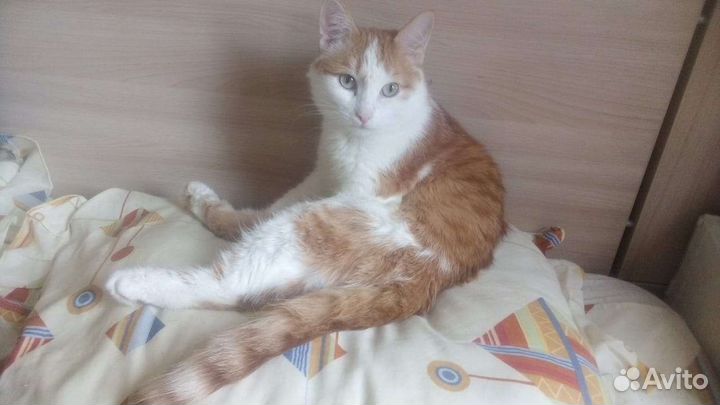 Передержка для кошек