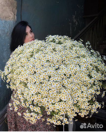 Ромашки в букете, коробке, корзинке