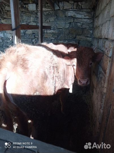 Бык теленок