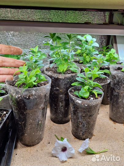 Продам рассаду