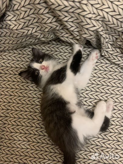 Отдам котят в добрые руки