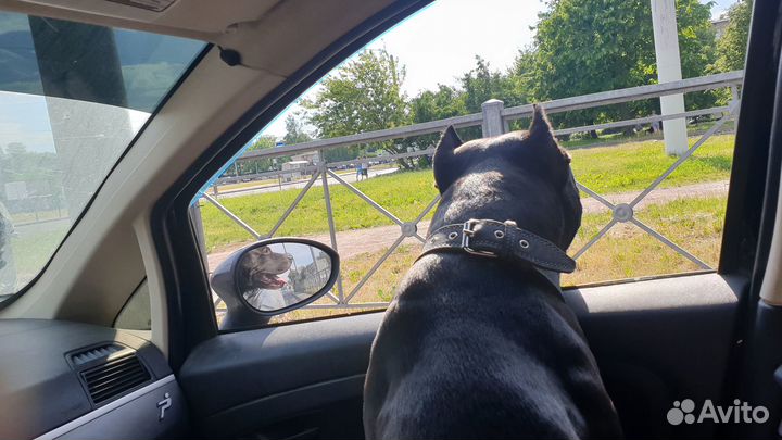 Передержка собак в частном доме. Свободный выгул