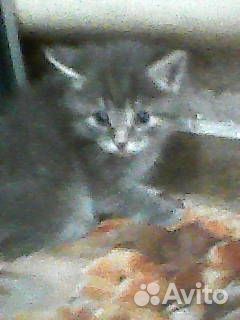 Отдам котят