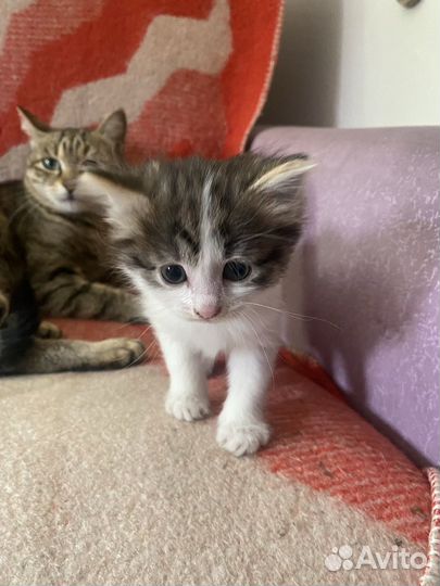 Котенок (девочка)