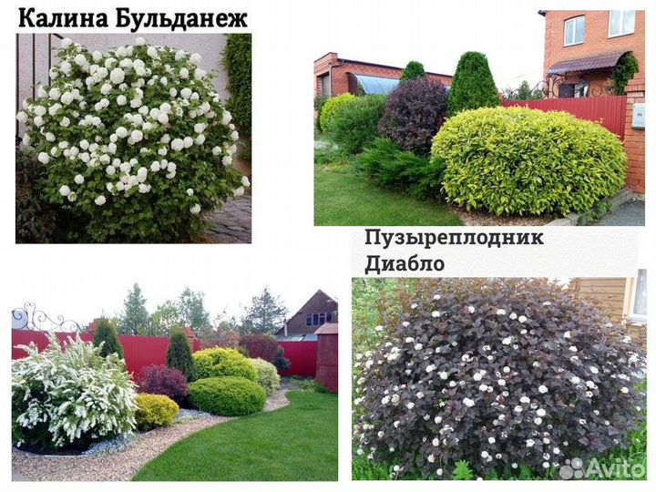 Декоративные кустарники