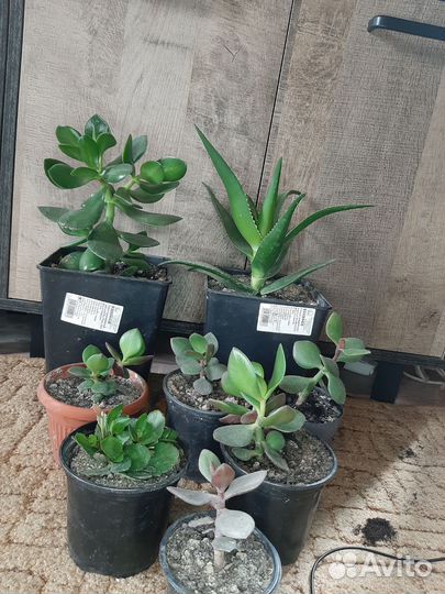 Денежное дерево (Толстянка), каланхое