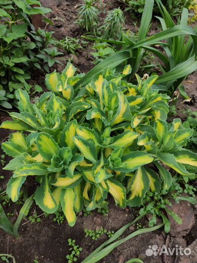 Очиток седум, есть почвопокровные