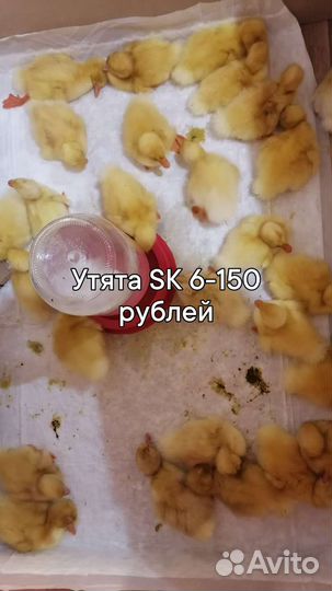 Цыплята суточные