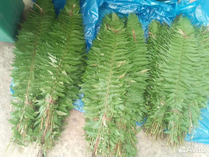 Папоротник