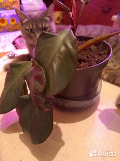 Сингониум, сциндарсус, филодендроны