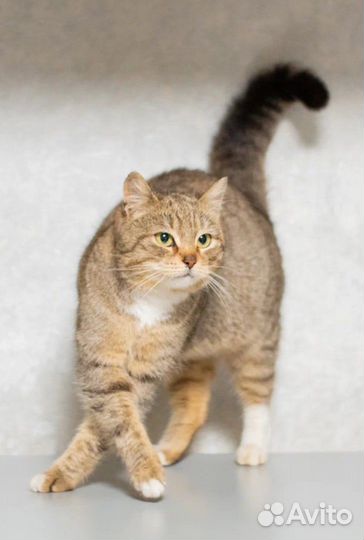 Отдам кошечку в добрые руки