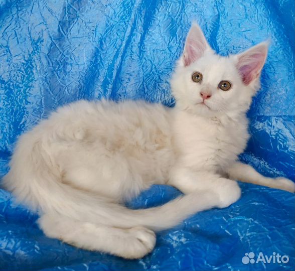 Мейн-кун кошечка, Донецк, днр