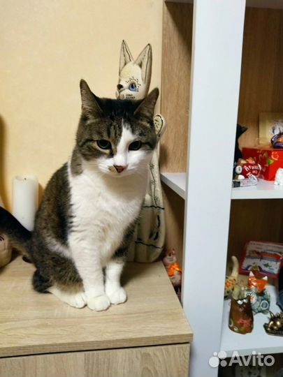 Котик пушок