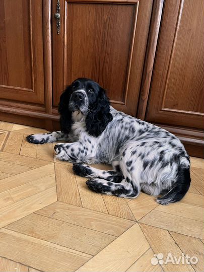 Кобель для вязки