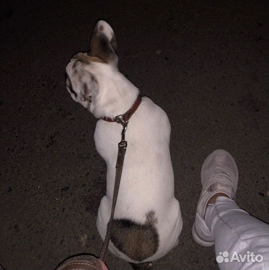 Вязка кобель французский бульдог