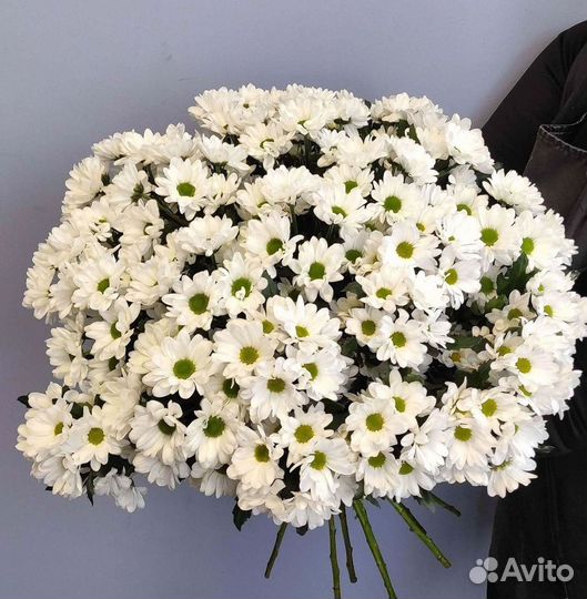 Хризантема Букет хризантем Доставка