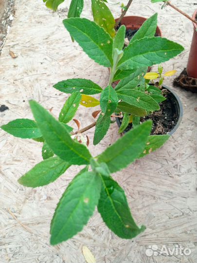 Буддлея Давида