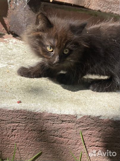 Котята в дар