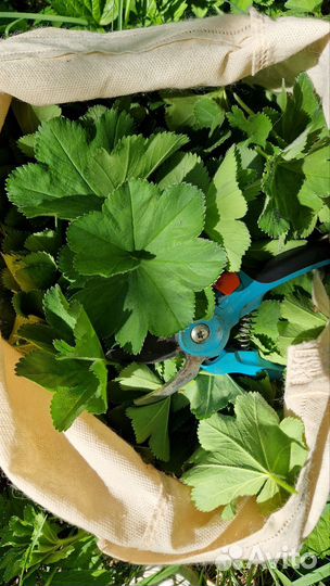 Манжетка трава для чая