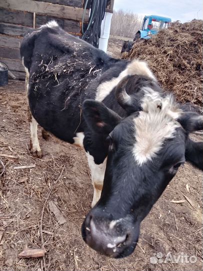 Корова дойная