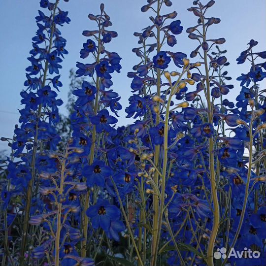 Дельфиниум