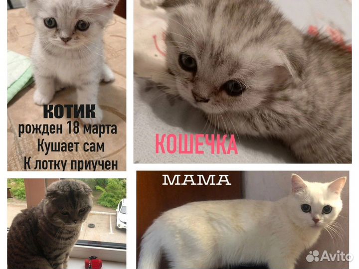 Шотландские котята