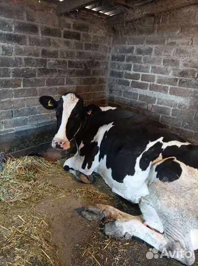 Домашние тёлочка