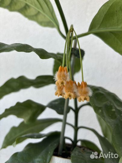 Хойя лазианта (lasiantha)