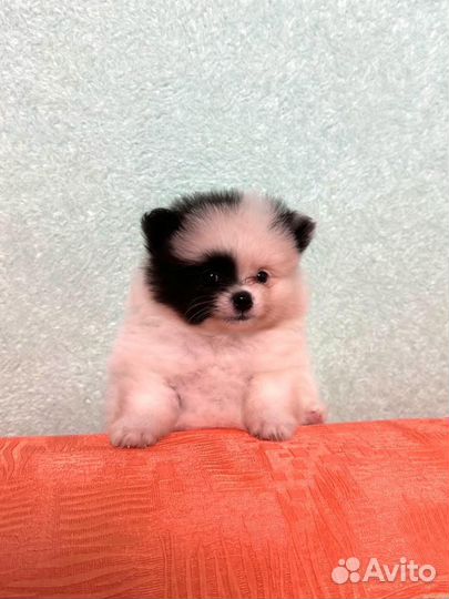 Померанский шпиц