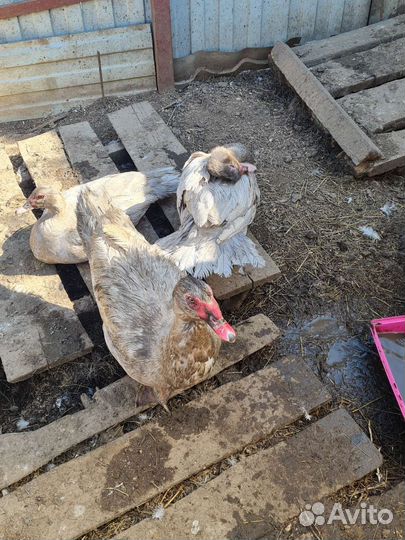 Мускусные утки